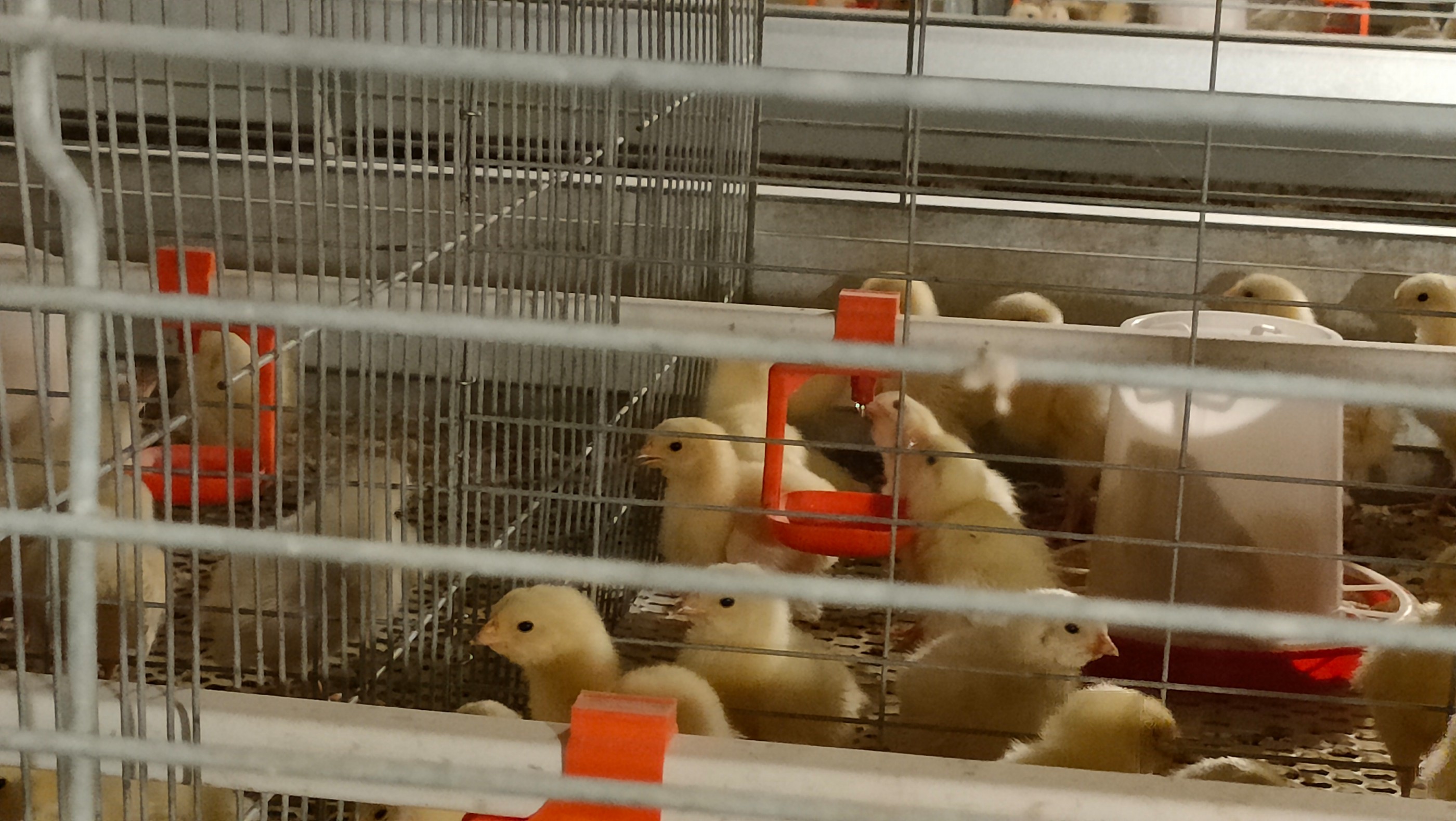 规模化养殖场鸡球虫疫苗水线免疫操作建议